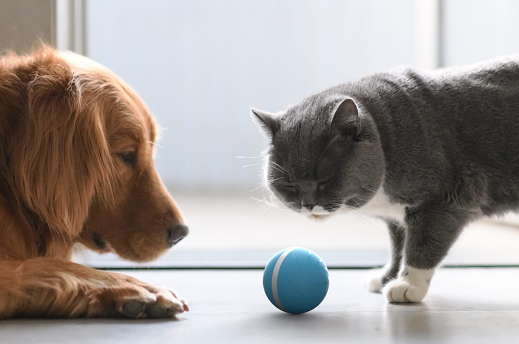 мяч для кошек умный подбодрить