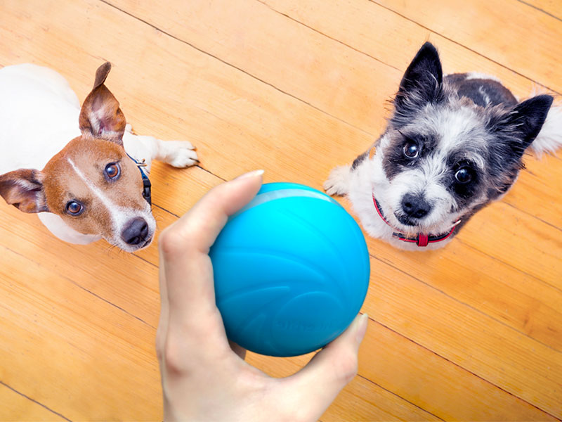 собака умный мяч подбодрить